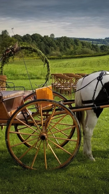 Bride and Groom, Horse and Carriage
