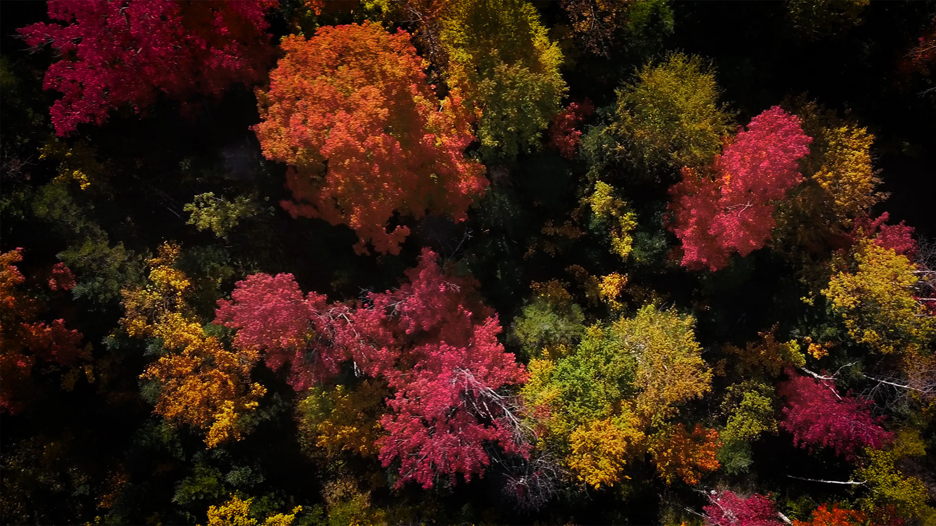 Videography and Photography